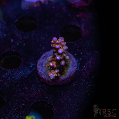 TRSC Premium Acro U01