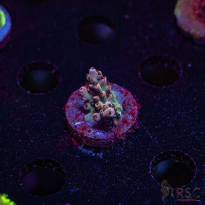 TRSC Premium Acro U03