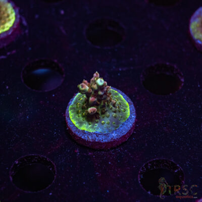 TRSC Premium Acro U04