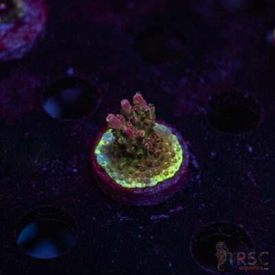 TRSC Premium Acro U05