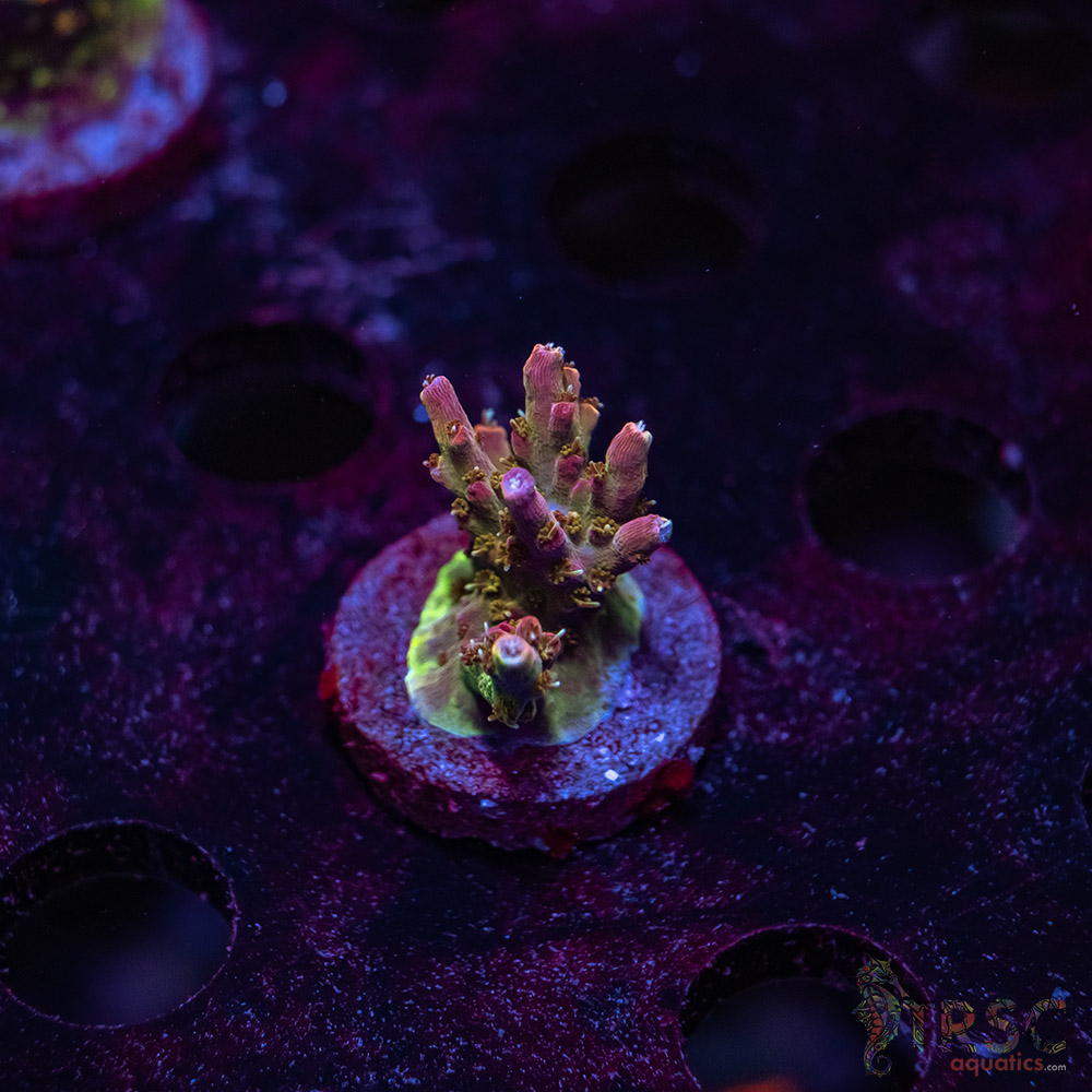 TRSC Premium Acro U07 3 TRSC Premium Acro U07