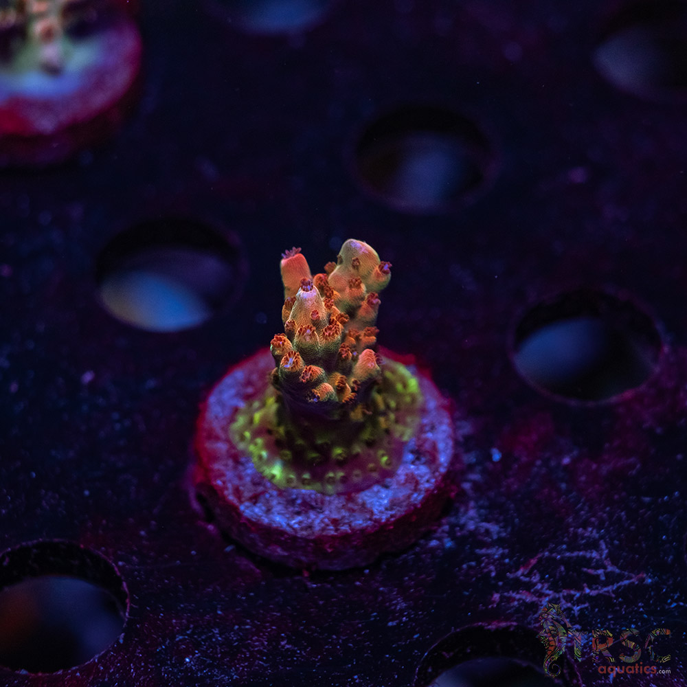 TRSC Premium Acro U08 3 TRSC Premium Acro U08