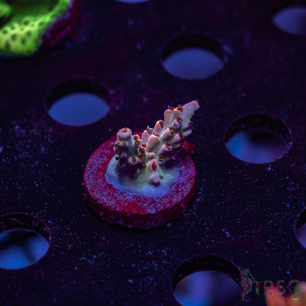 TRSC Premium Acro U09 3 TRSC Premium Acro U09