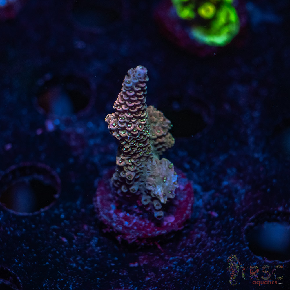 Rainbow Milli Acro V01 3 Rainbow Milli Acro V01