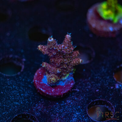 Rainbow Milli Acro V02