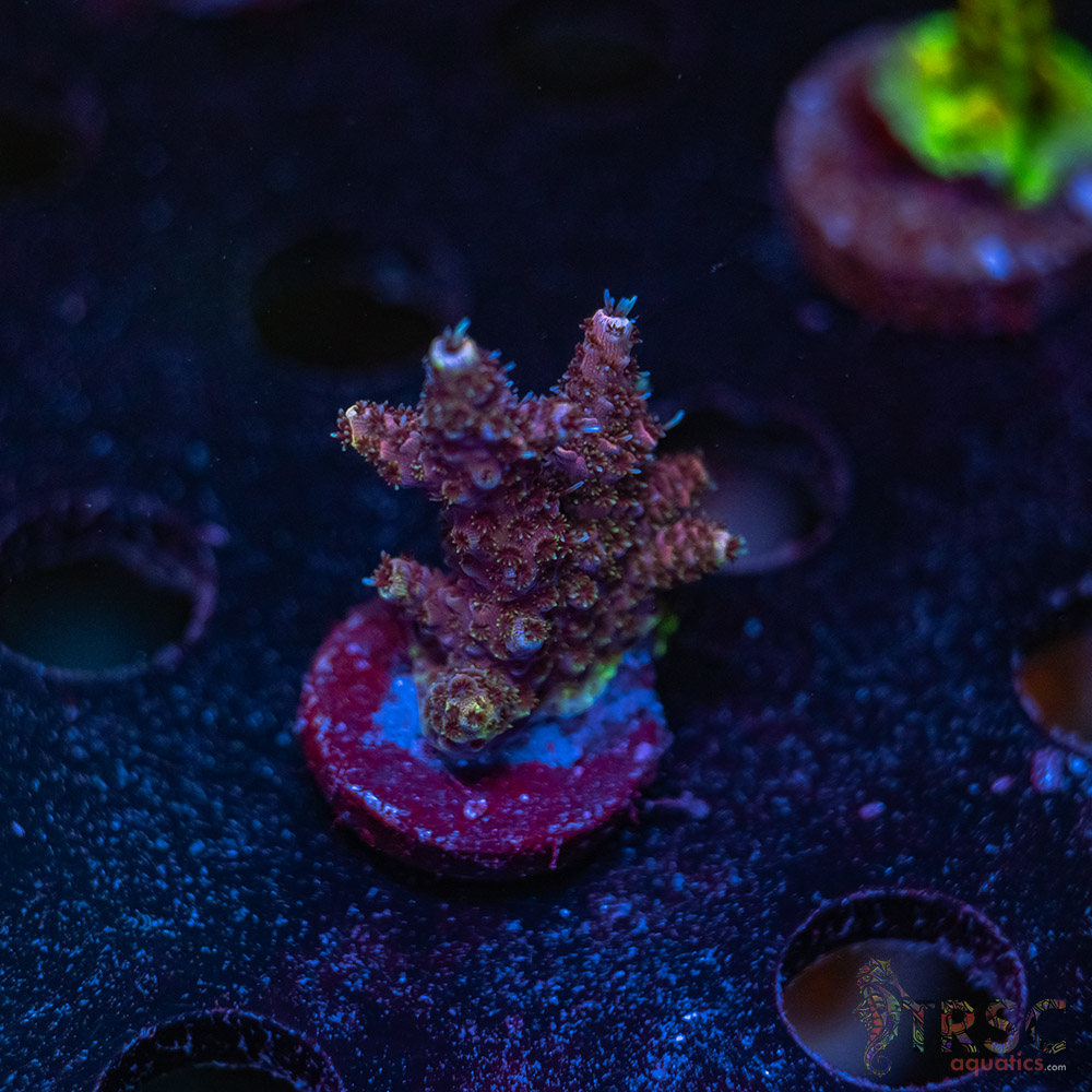 Rainbow Milli Acro V02 3 Rainbow Milli Acro V02