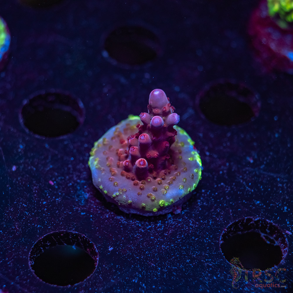 TRSC Premium Acro V03 3 TRSC Premium Acro V03