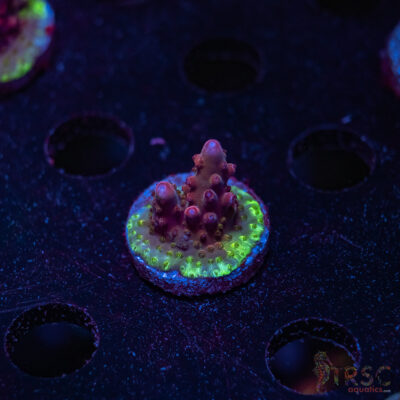 TRSC Premium Acro V04