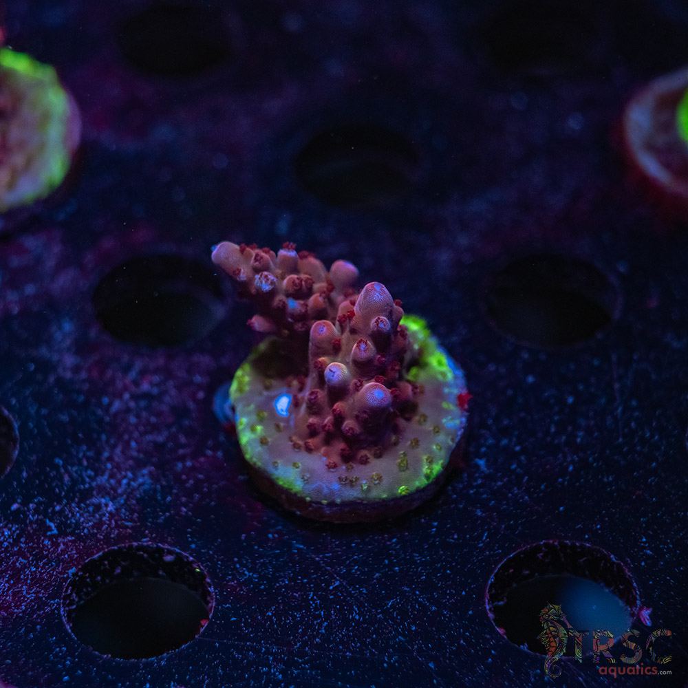 TRSC Premium Acro V05 3 TRSC Premium Acro V05