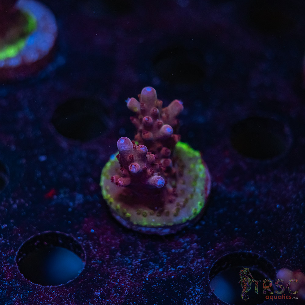 TRSC Premium Acro V06 3 TRSC Premium Acro V06