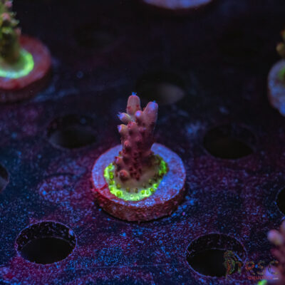 TRSC Premium Acro V07