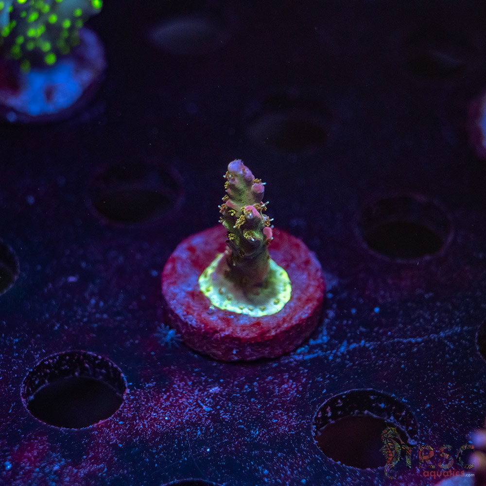 TRSC Premium Acro V08 3 TRSC Premium Acro V08