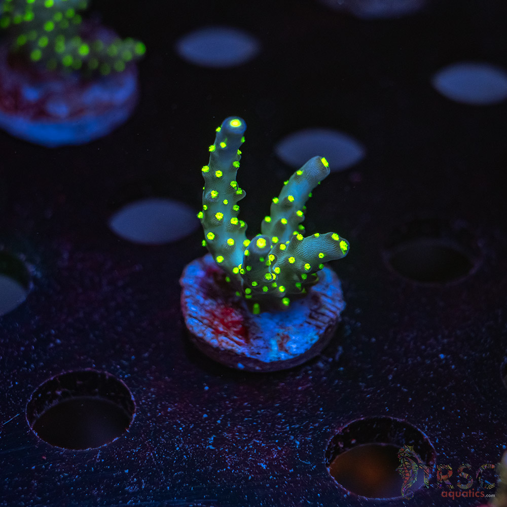 TR BMG Smooth Skin Acro V09 3 TR BMG Smooth Skin Acro V09