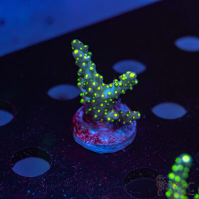 TR BMG Smooth Skin Acro V10