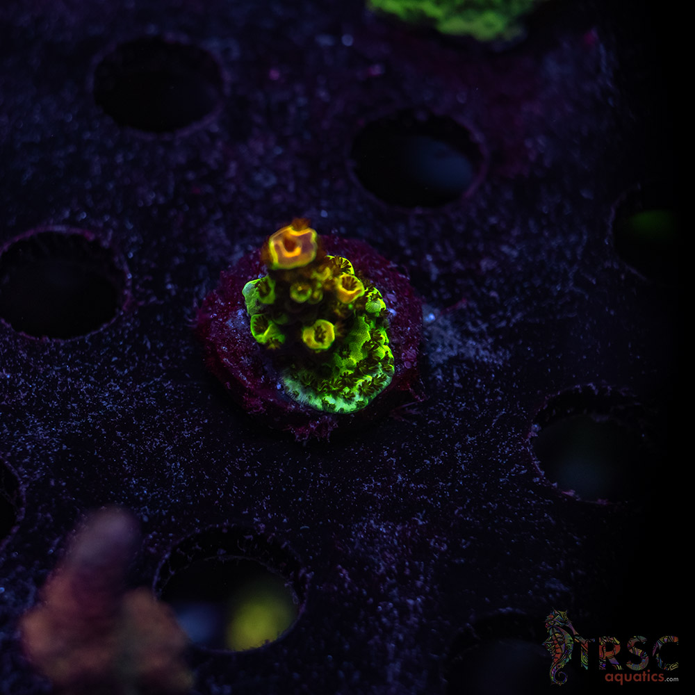 TRSC Premium Acro W01 3 TRSC Premium Acro W01