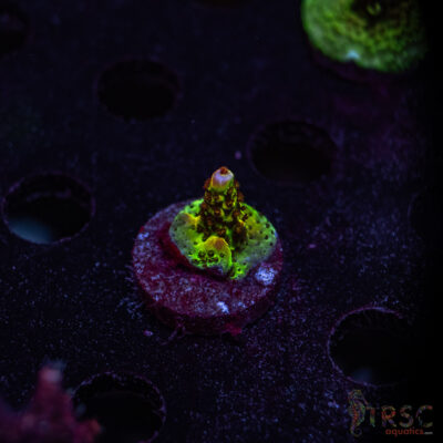 TRSC Premium Acro W02