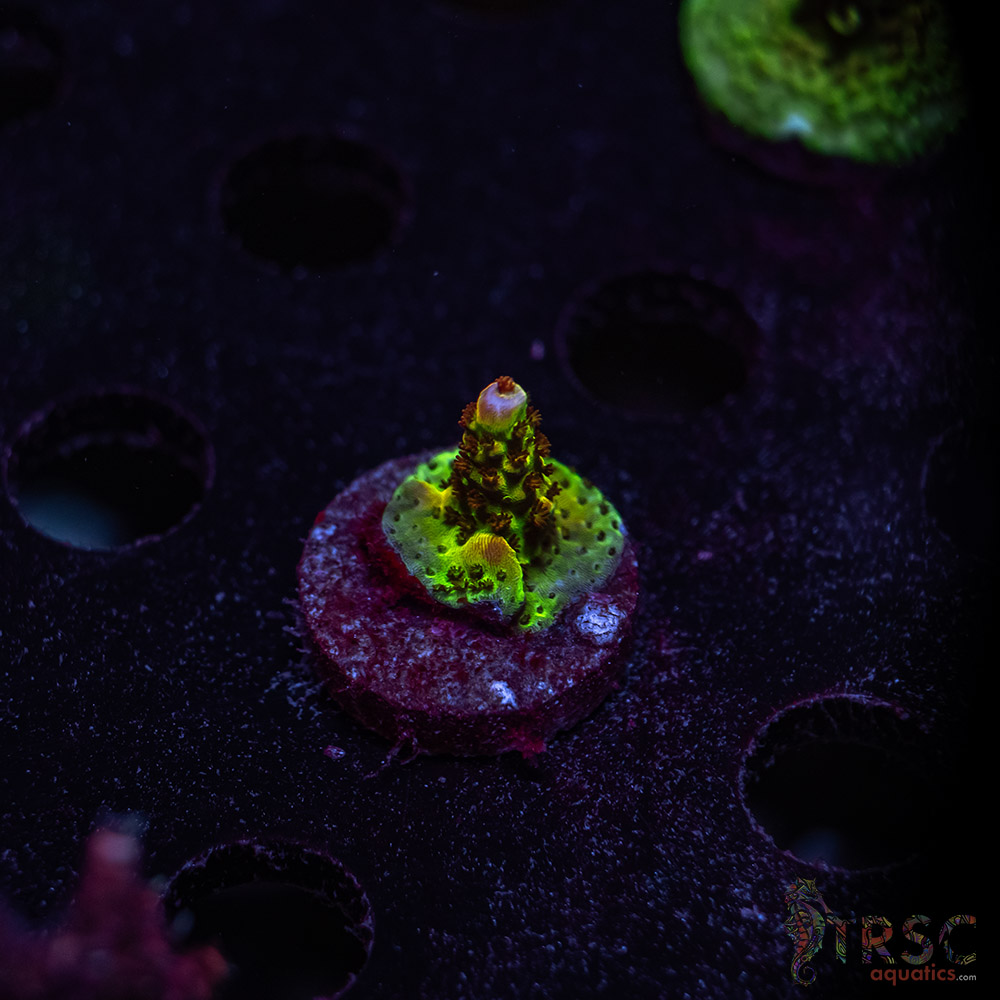 TRSC Premium Acro W02 3 TRSC Premium Acro W02