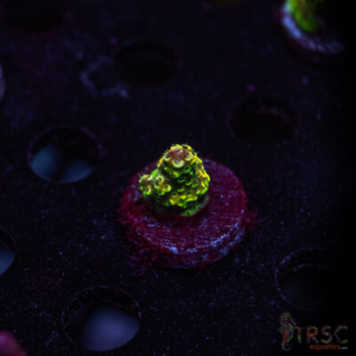 TRSC Premium Acro W03