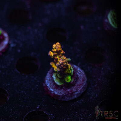 TRSC Premium Acro W04