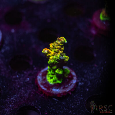 TRSC Premium Acro W05