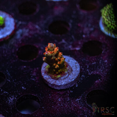 TRSC Premium Acro W07