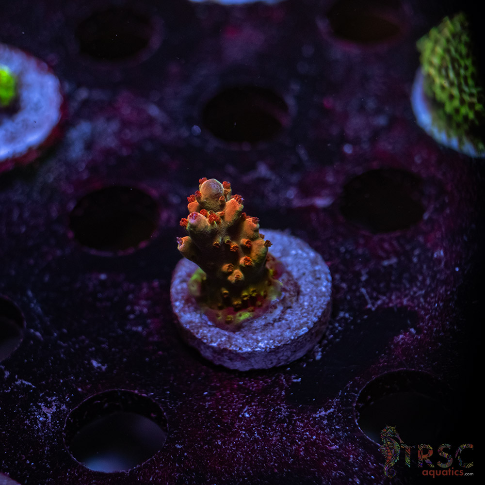 TRSC Premium Acro W07 3 TRSC Premium Acro W07