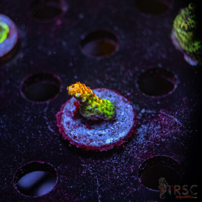 TRSC Premium Acro W08