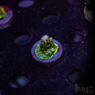 TRSC Premium Acro W09