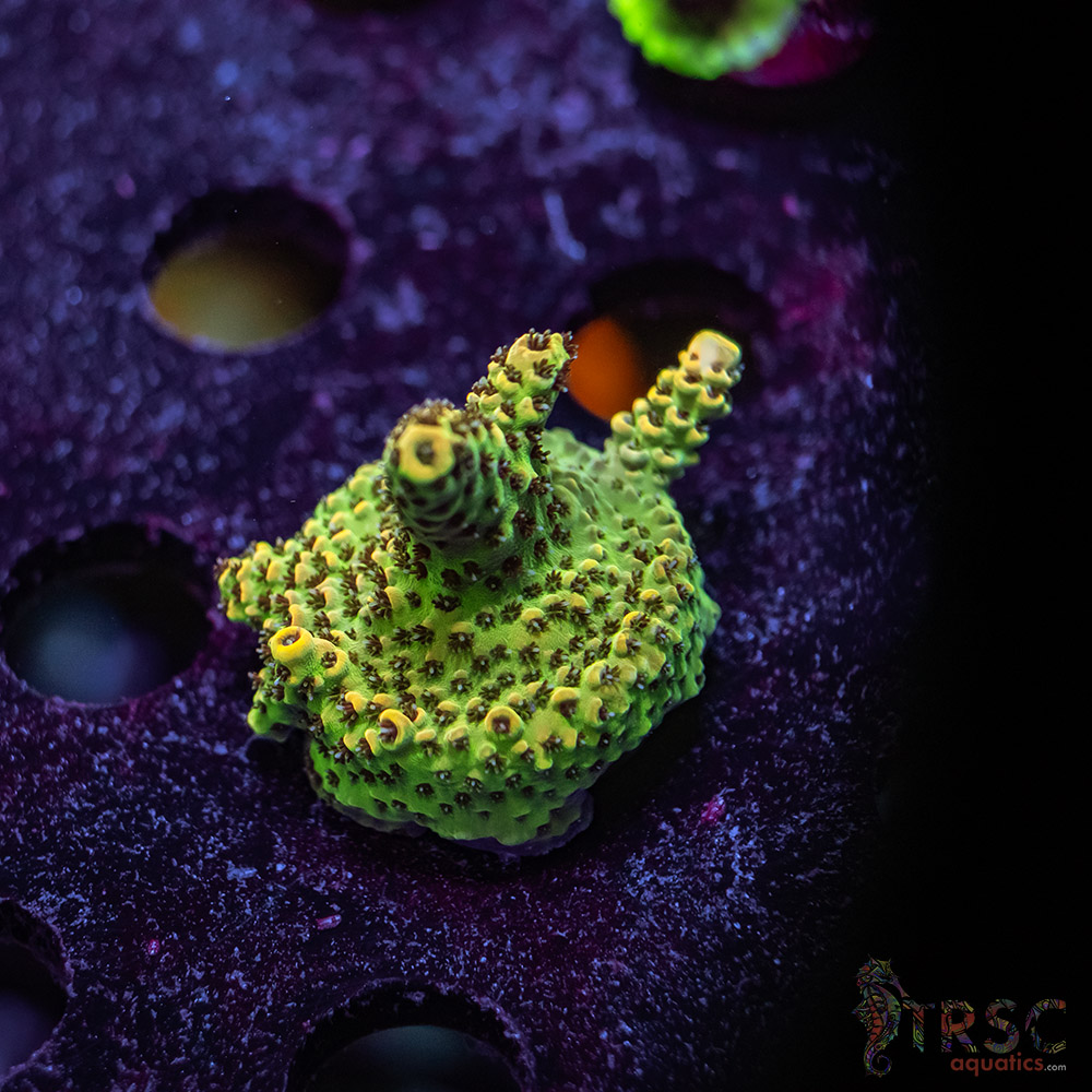 Carolina Reaper Acro X01 3 Carolina Reaper Acro X01