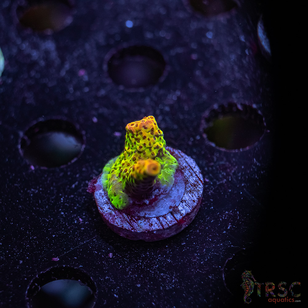 TR Premium Acro X03 3 TR Premium Acro X03