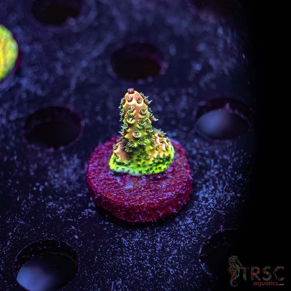 TR Premium Acro X05 3 TR Premium Acro X05