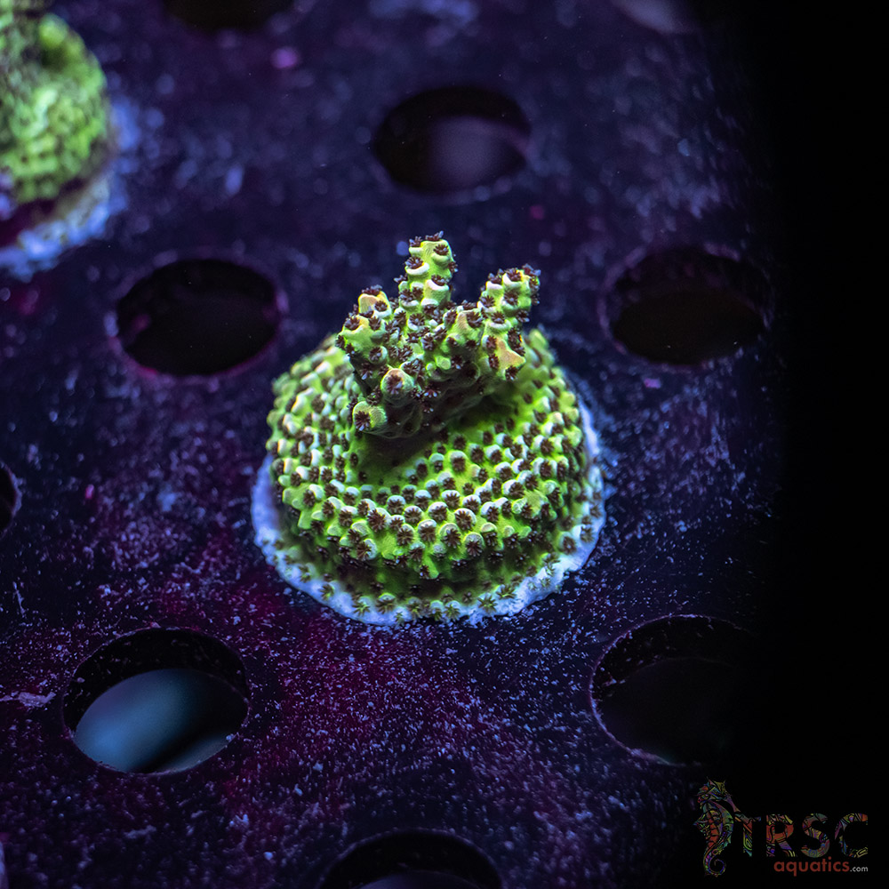 TR Premium Acro X07 3 TR Premium Acro X07