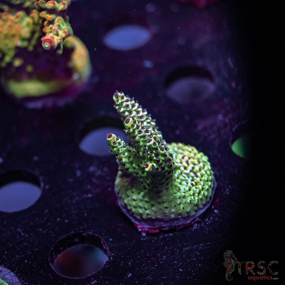 TR Premium Acro X09 3 TR Premium Acro X09