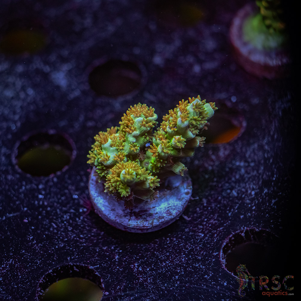 TR Premium Acro Y03 3 TR Premium Acro Y03