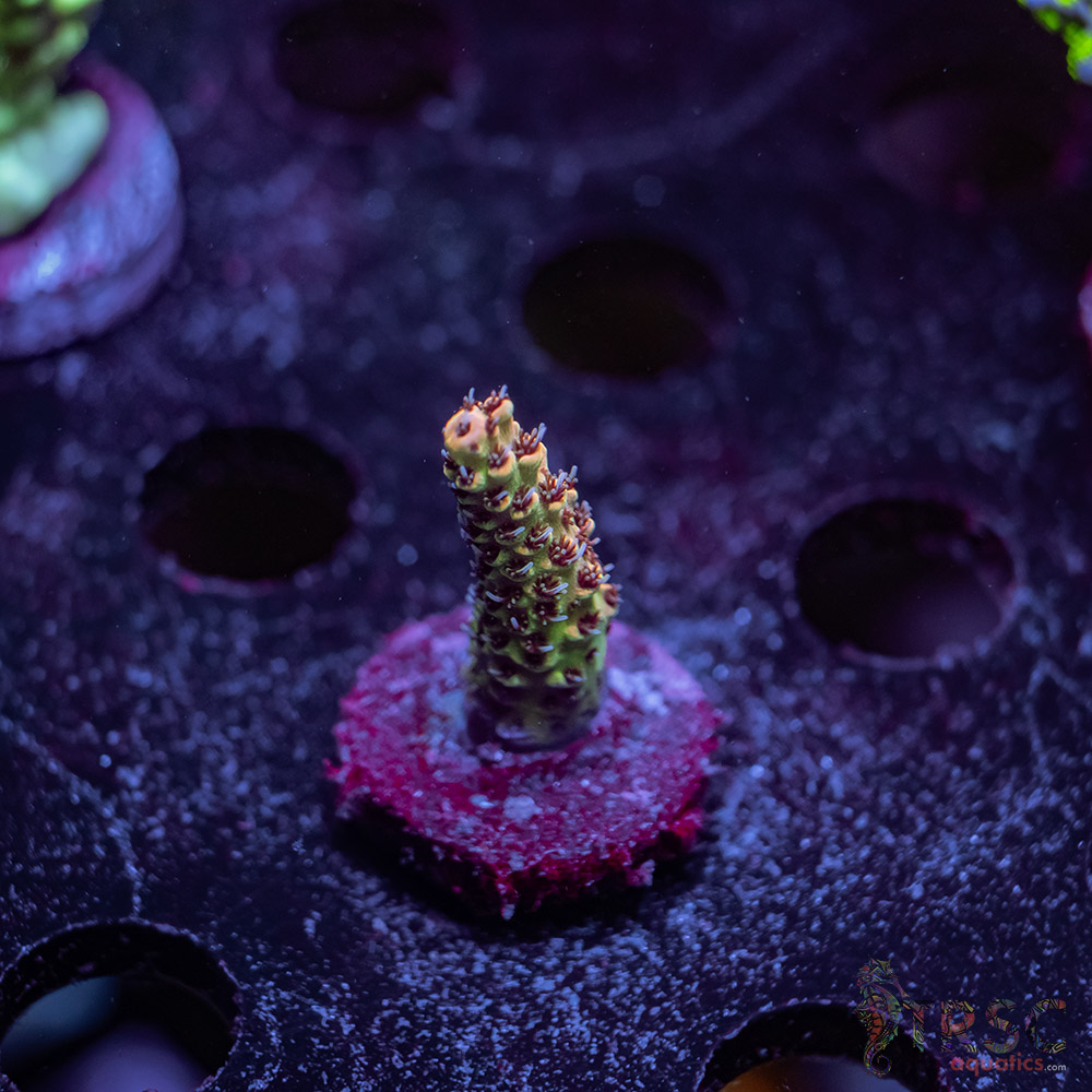 TR Premium Acro Y06 3 TR Premium Acro Y06