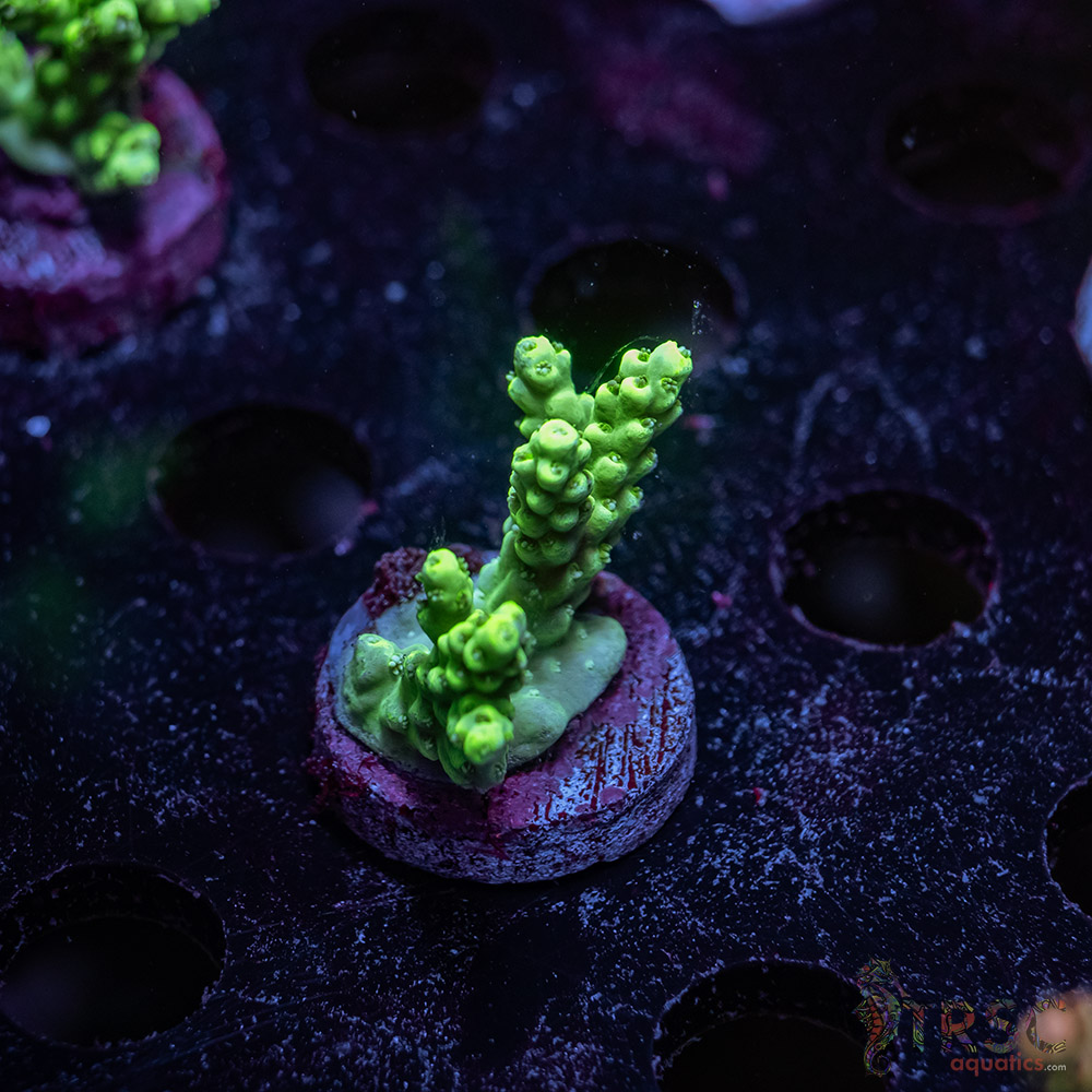 TR Mint Julip Acro Y07 3 TR Mint Julip Acro Y07