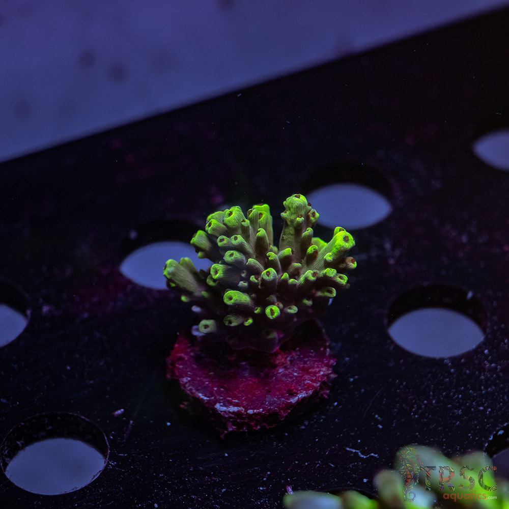 TR Premium Acro Y10 3 TR Premium Acro Y10