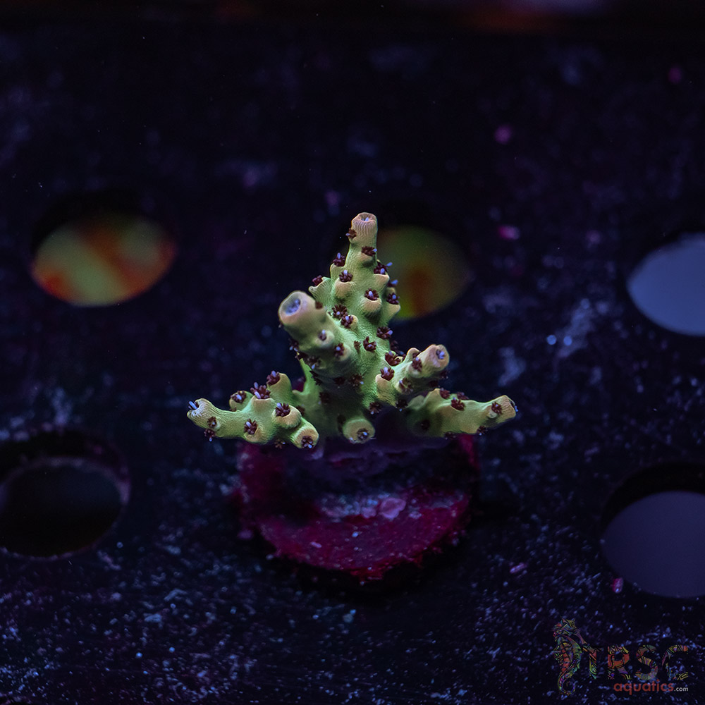 TR Premium Acro Z01 3 TR Premium Acro Z01