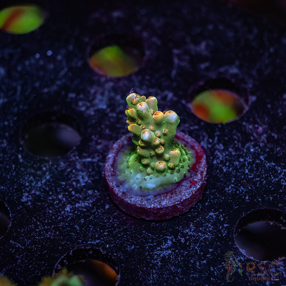 TR Premium Acro Z03 3 TR Premium Acro Z03