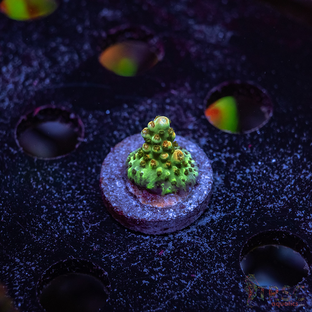 TR Premium Acro Z04 3 TR Premium Acro Z04