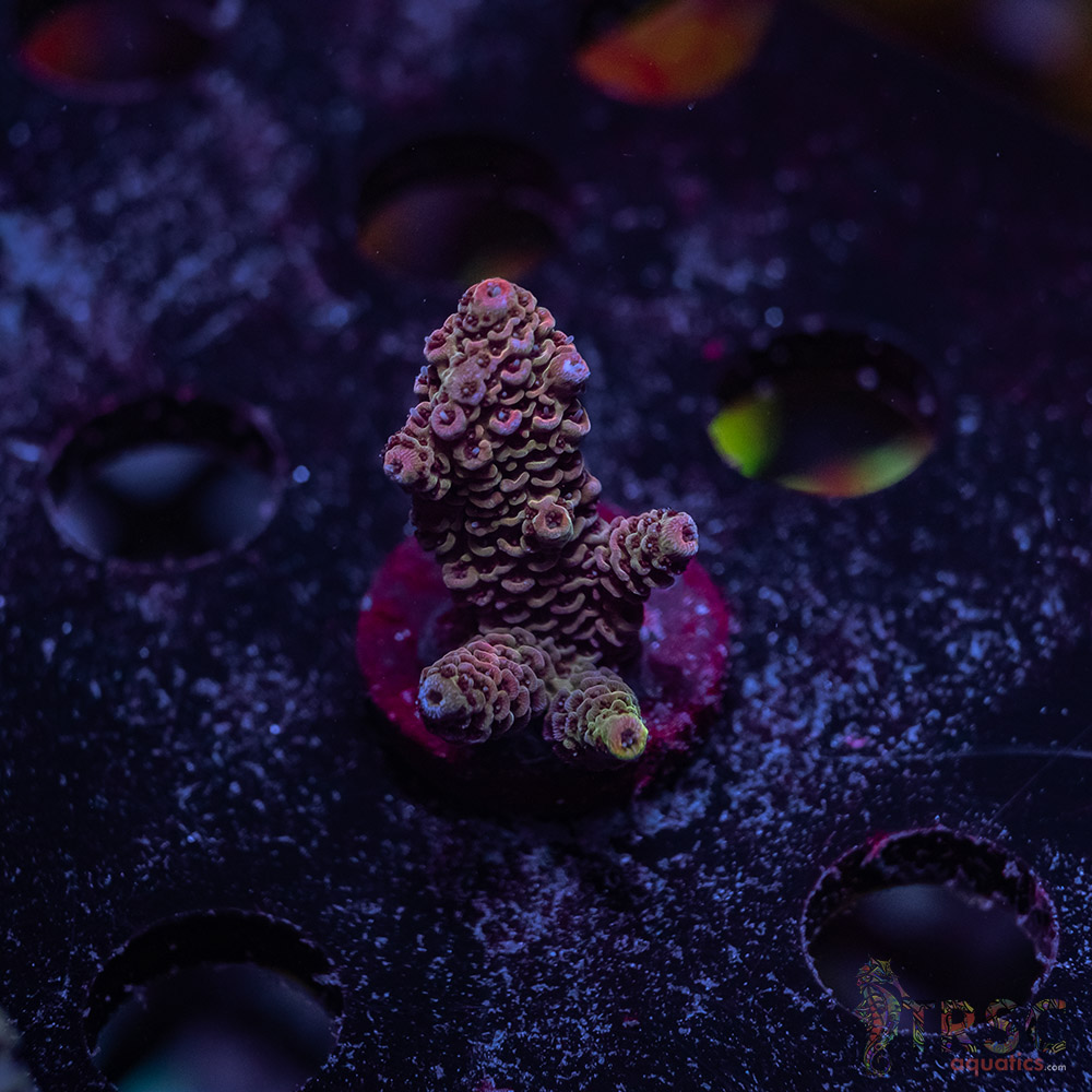 TR Premium Acro Z05 3 TR Premium Acro Z05