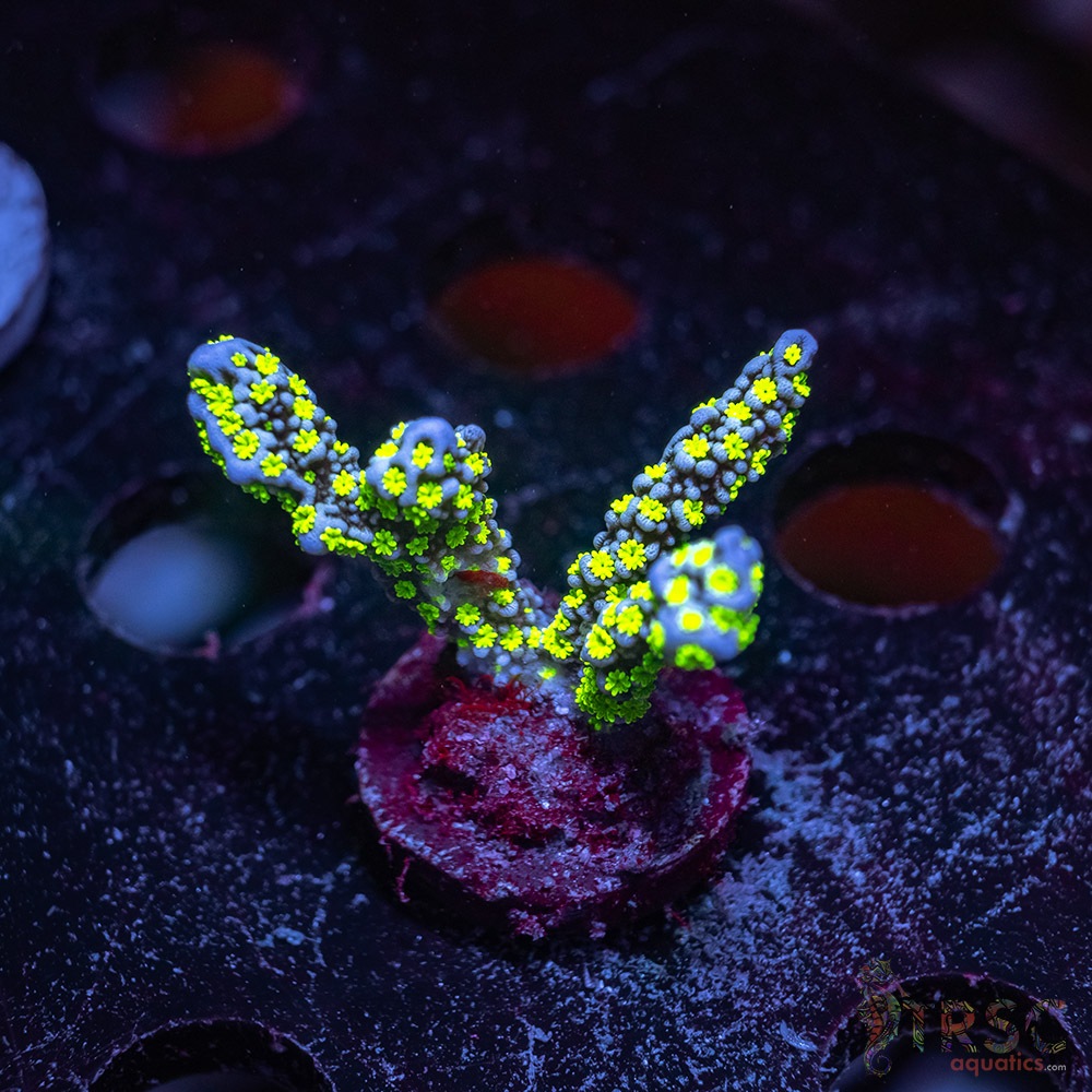 TR Premium Acro Z06 3 TR Premium Acro Z06