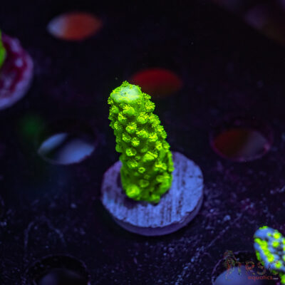 TR Bali Green Slimer Acro Z07