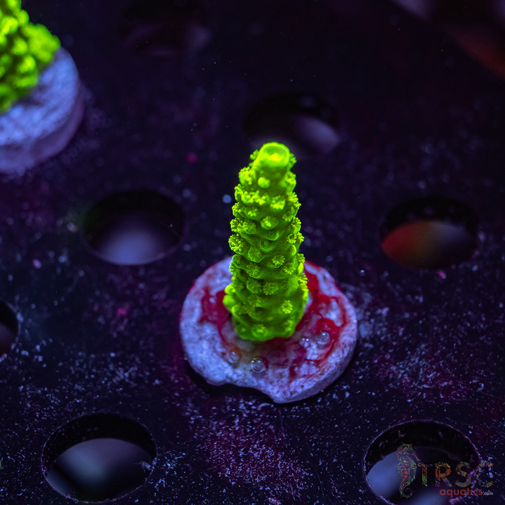 TR Bali Green Slimer Acro Z08 3 TR Bali Green Slimer Acro Z08