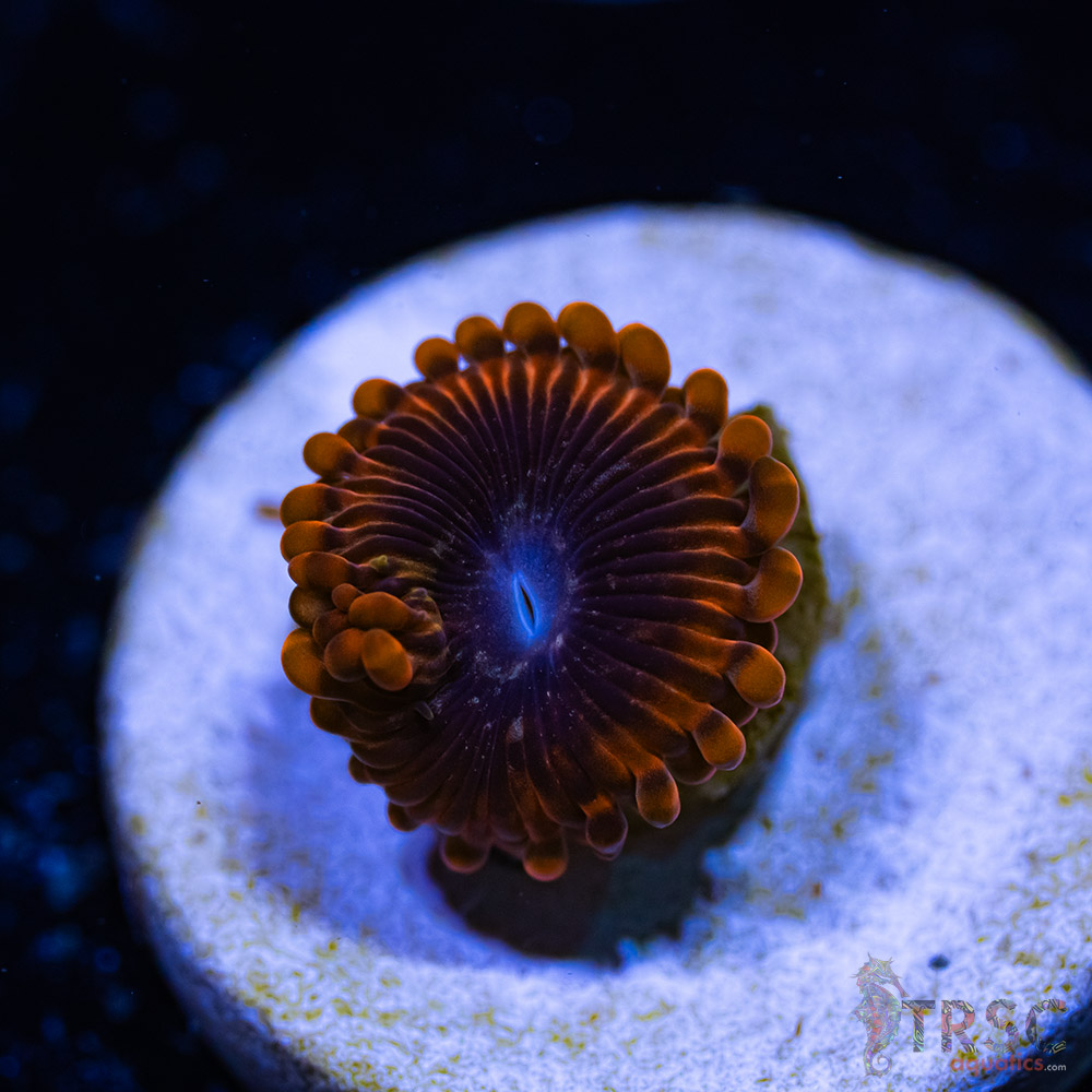 BF Zoa Special A01 3 BF Zoa Special A01