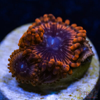 BF Zoa Special A03