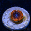 TRSC 11012025 ZOA A05