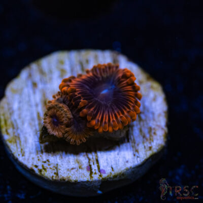 BF Zoa Special A06