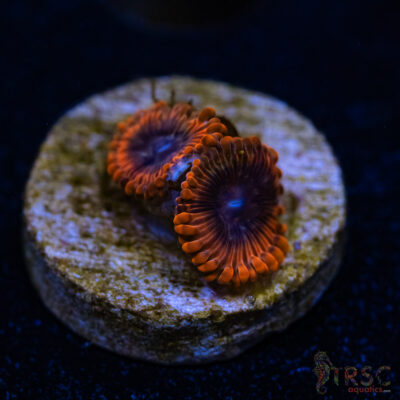 BF Zoa Special A07