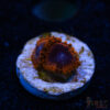 BF Zoa Special A08